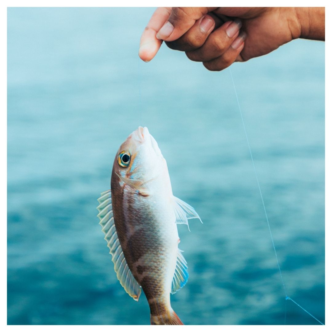 Someone holding a line with a caught fish