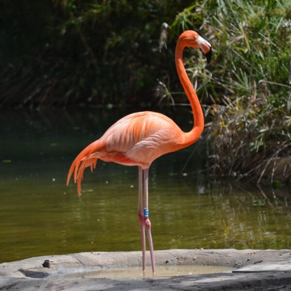 flamingo