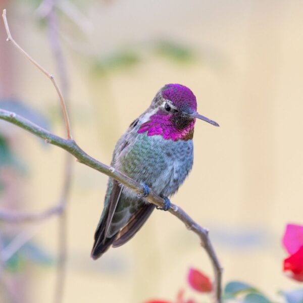 hummingbird