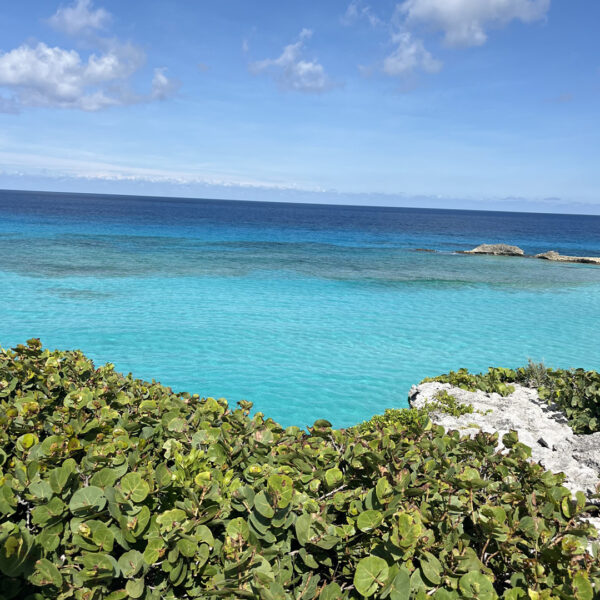 tropical beach with lush vegetation