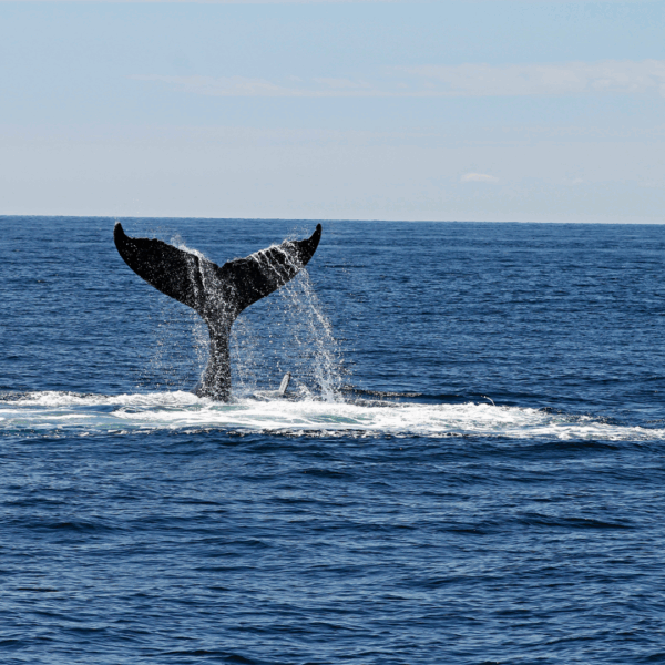 Whale watching