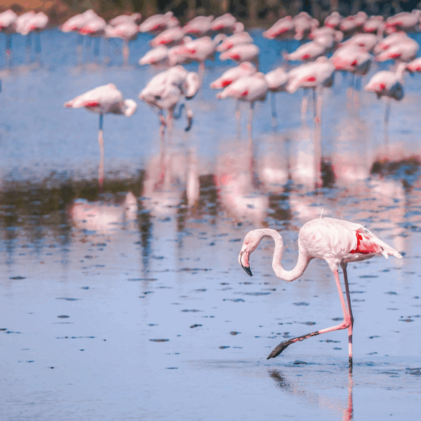 Flamingo ponds