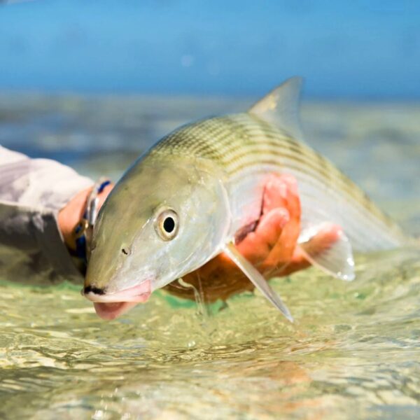 bone fish being caught